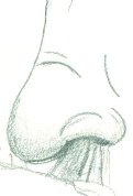 Drawing of a Sneeze
